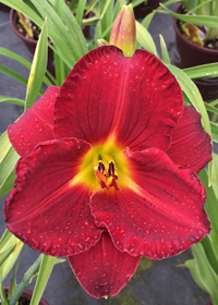 Hemerocallis  'Prairie Wildfire'